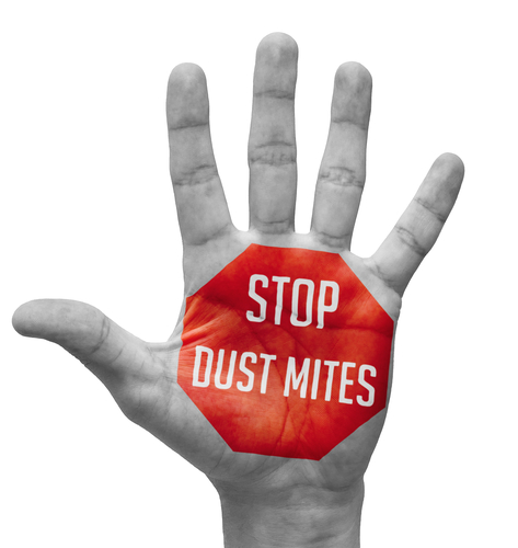 Stop Dust Mite  on Open Hand.